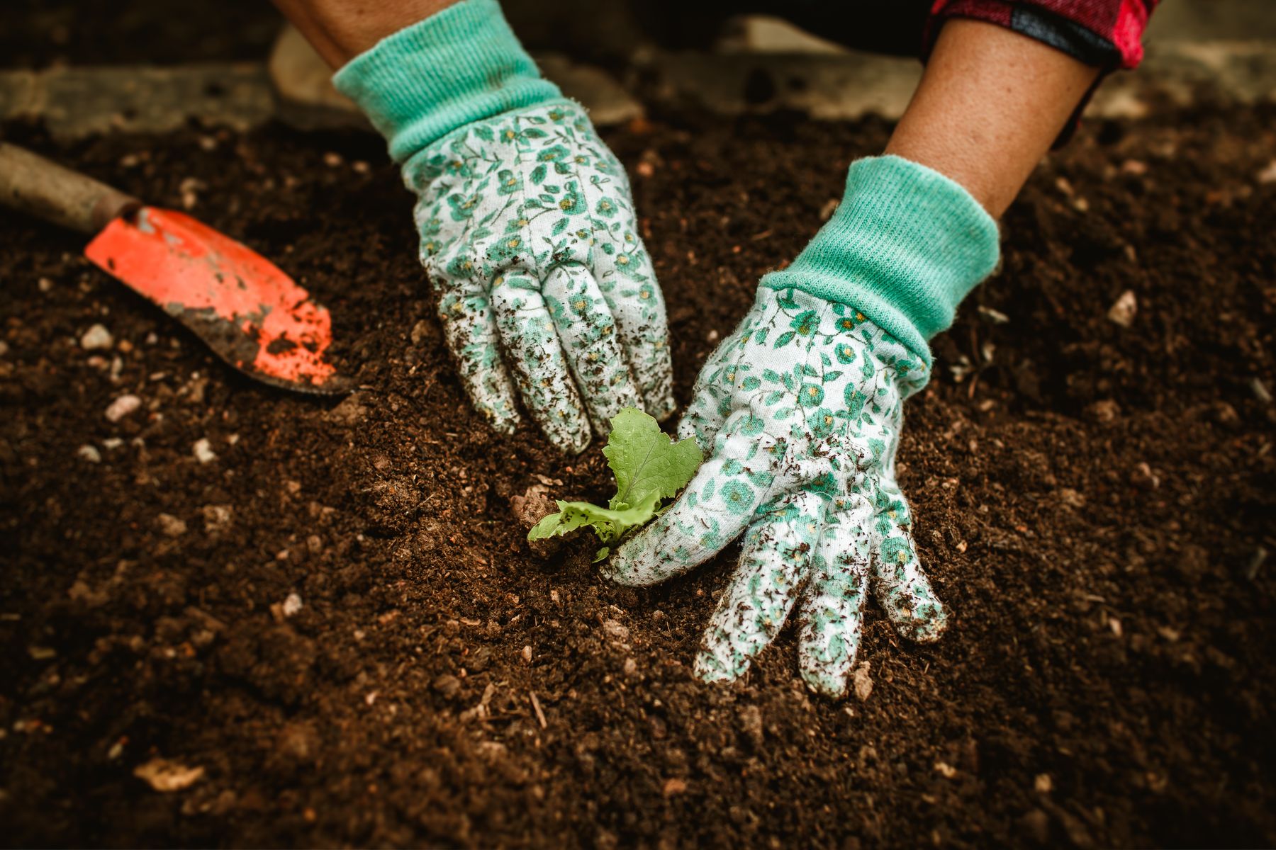 Gloved hands planting a seedling in garden soil