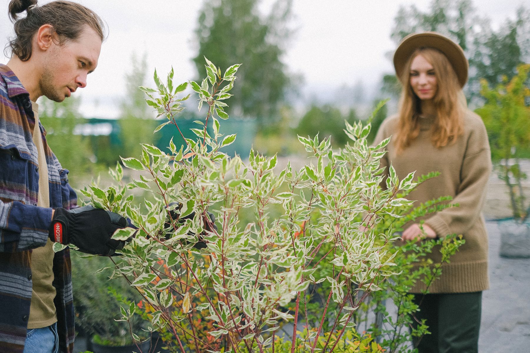 Gardener tending a flowering shrub